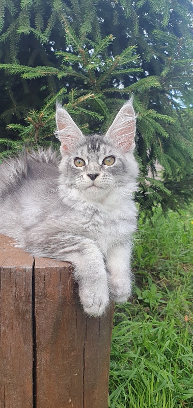 Betsy Cat Akbars - Kitten maine-coon 3 months 1.5 week