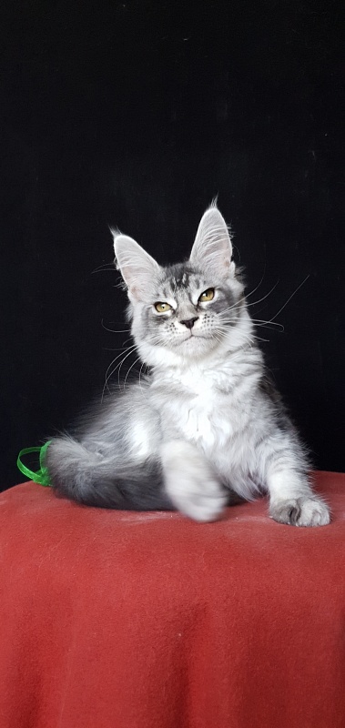 Betsy Cat Akbars - Kitten maine-coon 3 months 3 weeks
