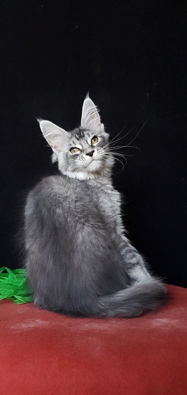 Betsy Cat Akbars - Kitten maine-coon 3 months 3 weeks