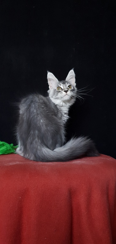 Betsy Cat Akbars - Kitten maine-coon 3 months 3 weeks