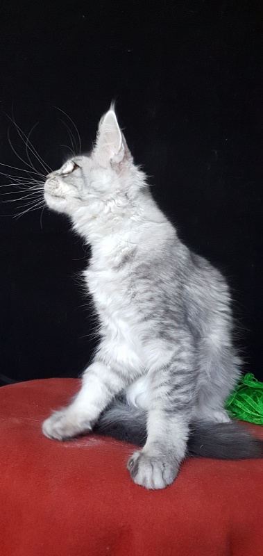 Betsy Cat Akbars - Kitten maine-coon 3 months 3 weeks