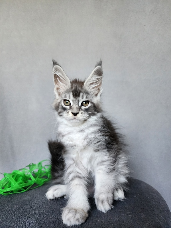 Betsy Cat Akbars - Kitten maine-coon 2 months 1 week