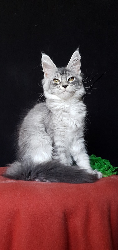 Betsy Cat Akbars - Kitten maine-coon 3 months 3 weeks