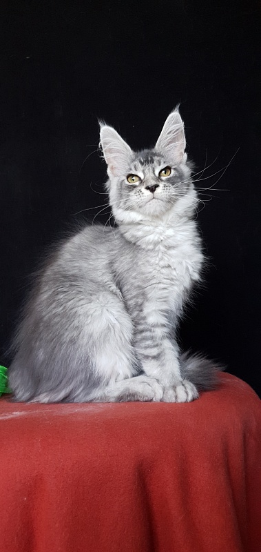 Betsy Cat Akbars - Kitten maine-coon 3 months 3 weeks