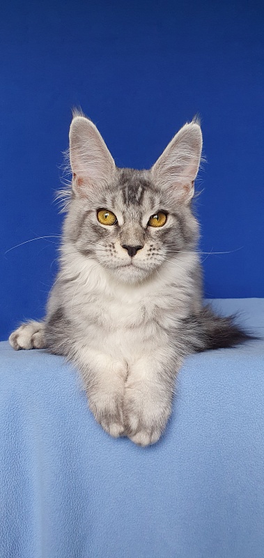 Betsy Cat Akbars - Kitten maine-coon 5 months