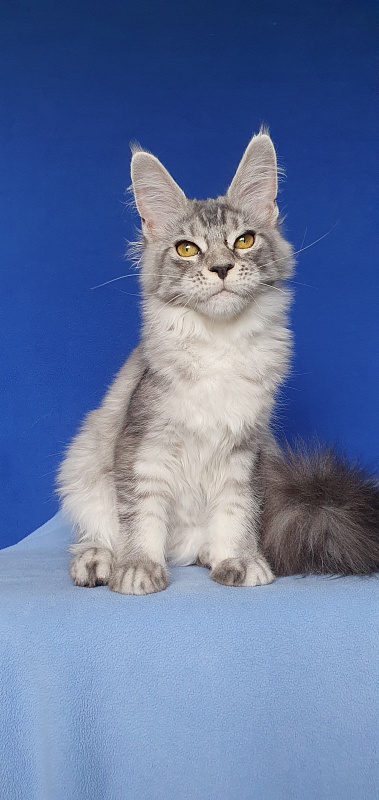 Betsy Cat Akbars - Kitten maine-coon 5 months