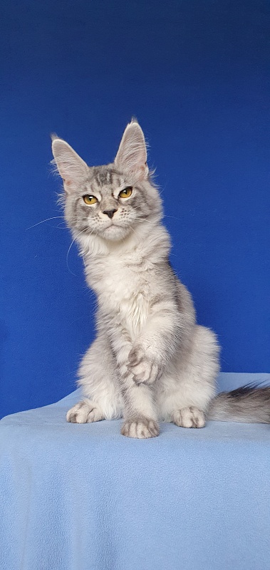 Betsy Cat Akbars - Kitten maine-coon 5 months