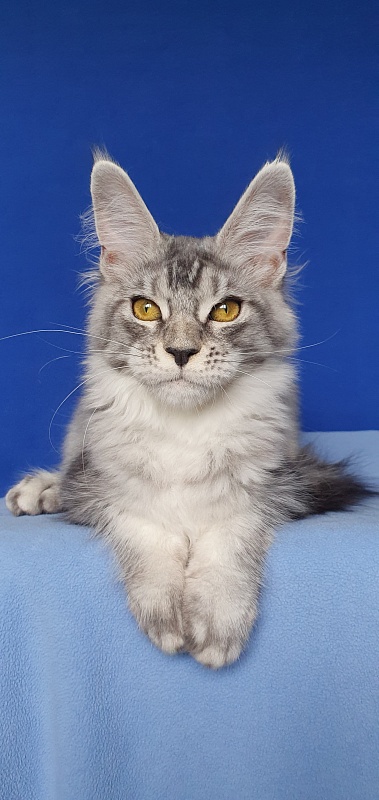 Betsy Cat Akbars - Kitten maine-coon 5 months