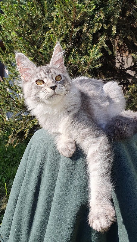 Betsy Cat Akbars - Kitten maine-coon 5.5 months