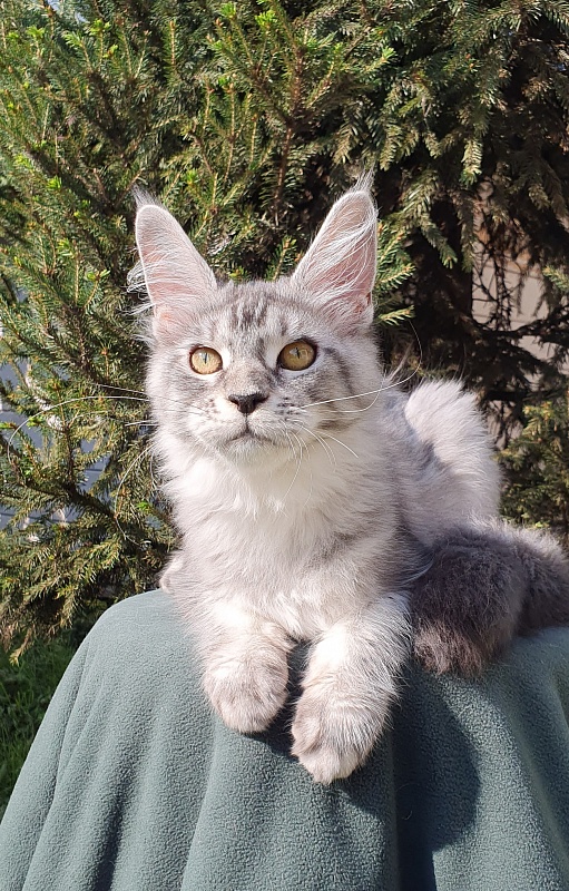 Betsy Cat Akbars - Kitten maine-coon 5.5 months