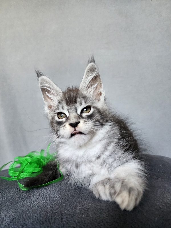 Betsy Cat Akbars - Kitten maine-coon 2 months 1 week