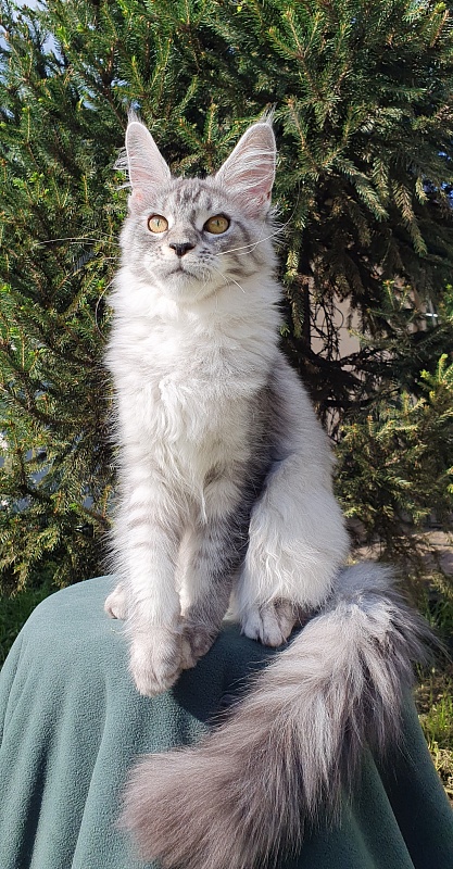 Betsy Cat Akbars - Kitten maine-coon 5.5 months