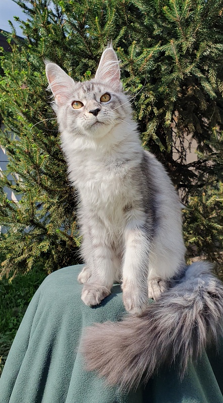 Betsy Cat Akbars - Kitten maine-coon 5.5 months