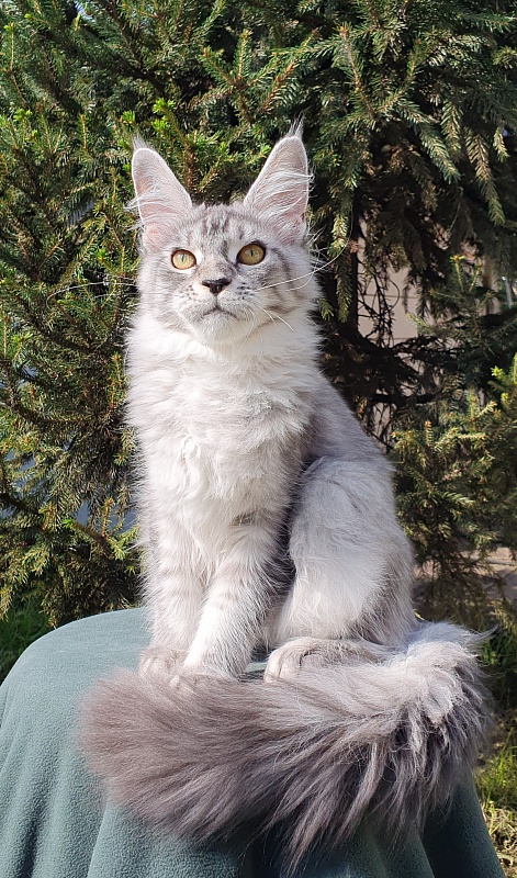 Betsy Cat Akbars - Kitten maine-coon 5.5 months
