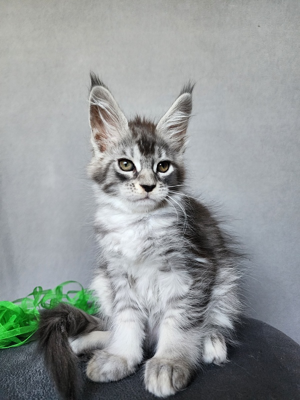 Betsy Cat Akbars - Kitten maine-coon 2 months 1 week