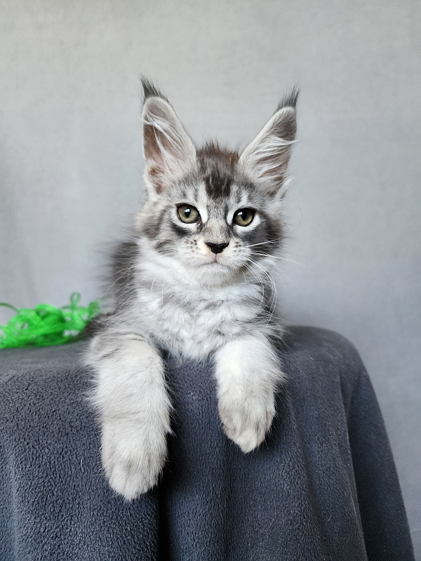 Betsy Cat Akbars - Kitten maine-coon 2 months 1 week