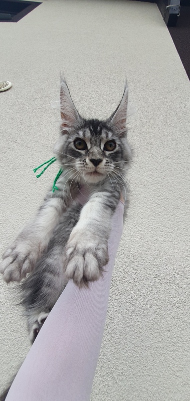 Betsy Cat Akbars - Kitten maine-coon 3 months 1.5 week