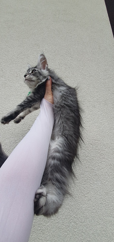 Betsy Cat Akbars - Kitten maine-coon 3 months 1.5 week