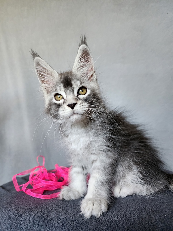 Brilla  Akbars - Kitten maine-coon 2 months 1 week