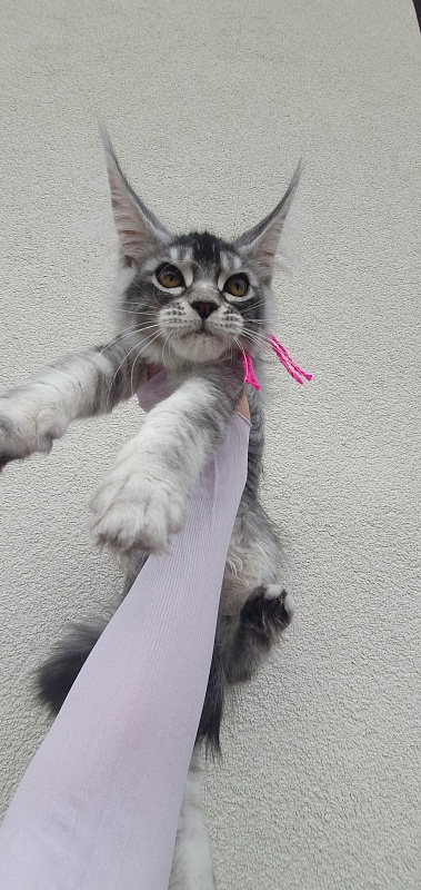 Brilla  Akbars - Kitten maine-coon 3 months 1.5 week