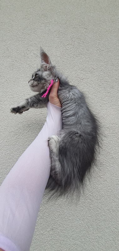 Brilla  Akbars - Kitten maine-coon 3 months 1.5 week