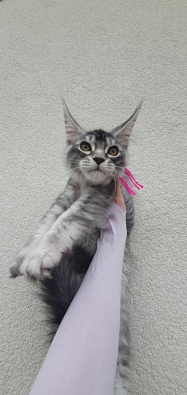 Brilla  Akbars - Kitten maine-coon 3 months 1.5 week