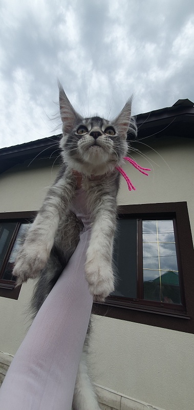 Brilla  Akbars - Kitten maine-coon 3 months 1.5 week