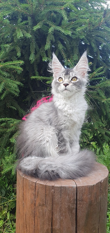 Brilla  Akbars - Kitten maine-coon 3 months 1.5 week