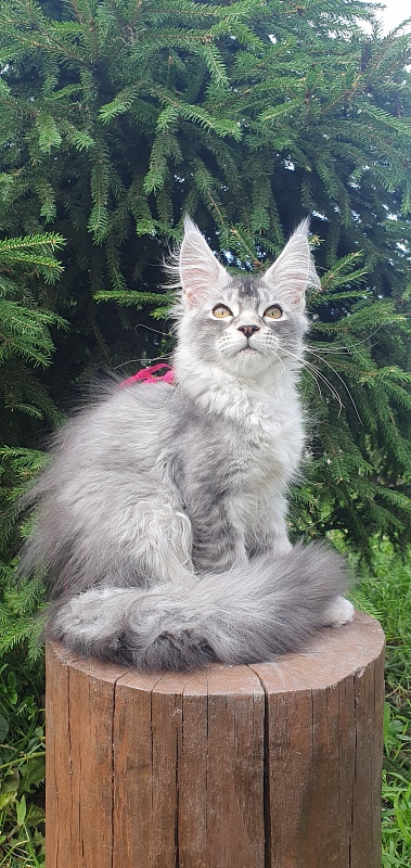 Brilla  Akbars - Kitten maine-coon 3 months 1.5 week