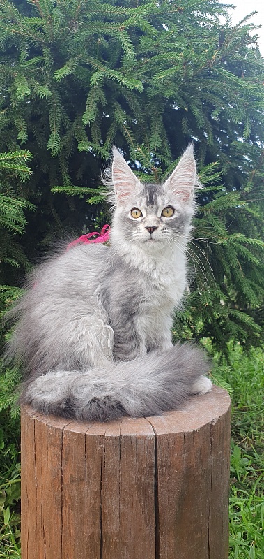 Brilla  Akbars - Kitten maine-coon 3 months 1.5 week