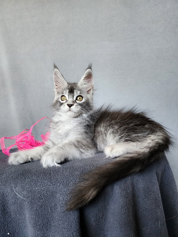 Brilla  Akbars - Kitten maine-coon 2 months 1 week