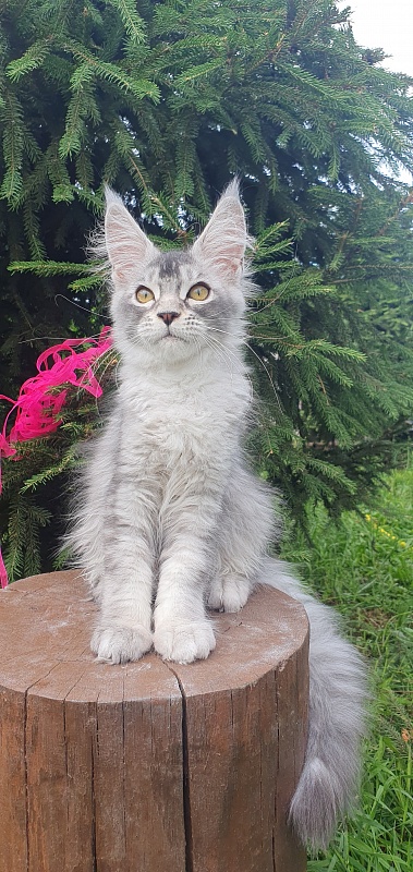 Brilla  Akbars - Kitten maine-coon 3 months 1.5 week