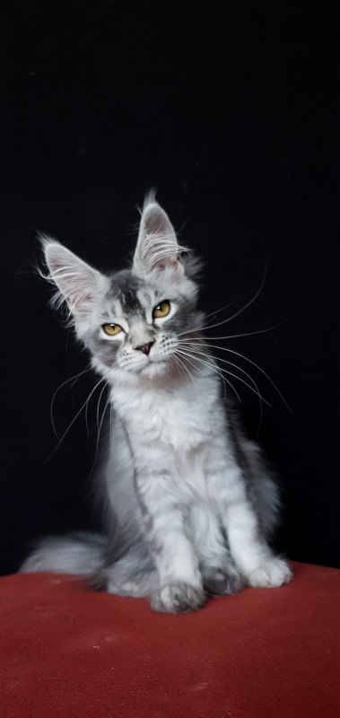 Brilla  Akbars - Kitten maine-coon 3 months 3 weeks