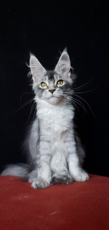 Brilla  Akbars - Kitten maine-coon 3 months 3 weeks
