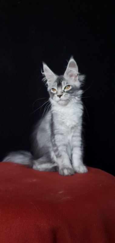 Brilla  Akbars - Kitten maine-coon 3 months 3 weeks