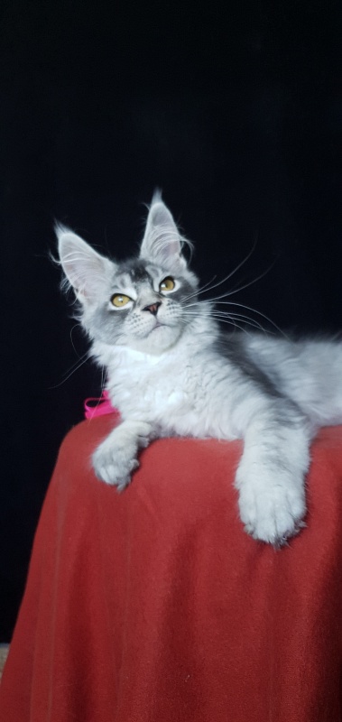 Brilla  Akbars - Kitten maine-coon 3 months 3 weeks