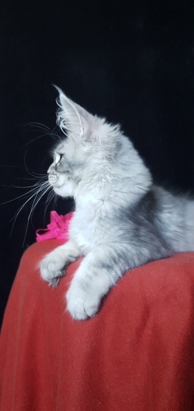 Brilla  Akbars - Kitten maine-coon 3 months 3 weeks