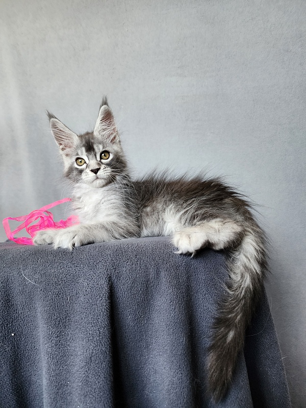 Brilla  Akbars - Kitten maine-coon 2 months 1 week