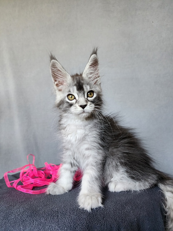 Brilla  Akbars - Kitten maine-coon 2 months 1 week