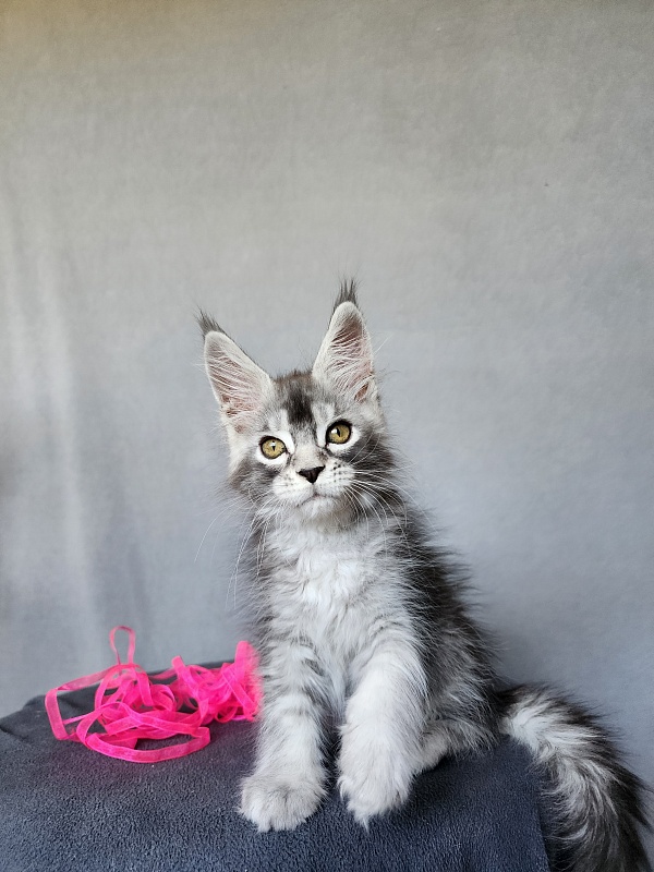 Brilla  Akbars - Kitten maine-coon 2 months 1 week