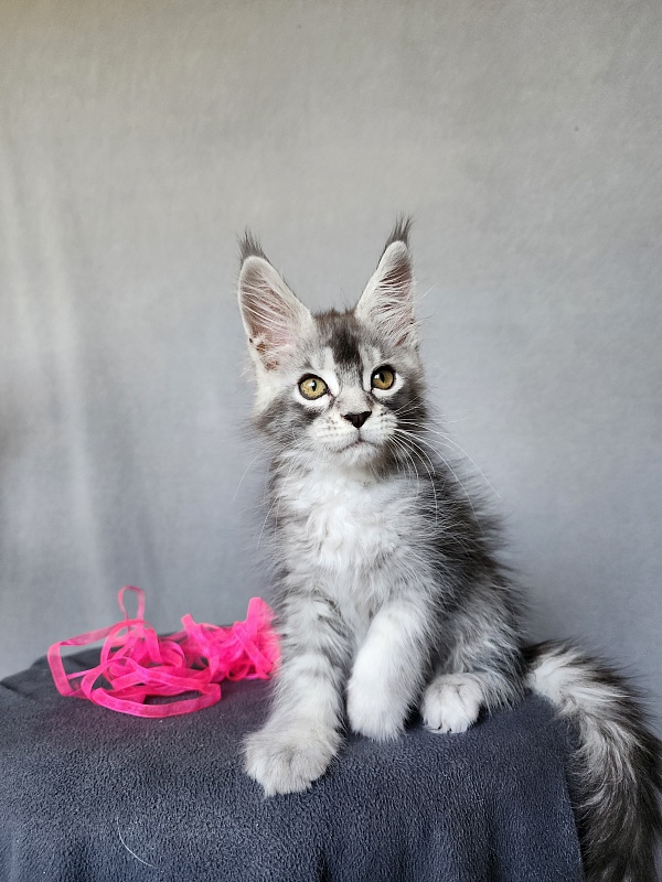 Brilla  Akbars - Kitten maine-coon 2 months 1 week