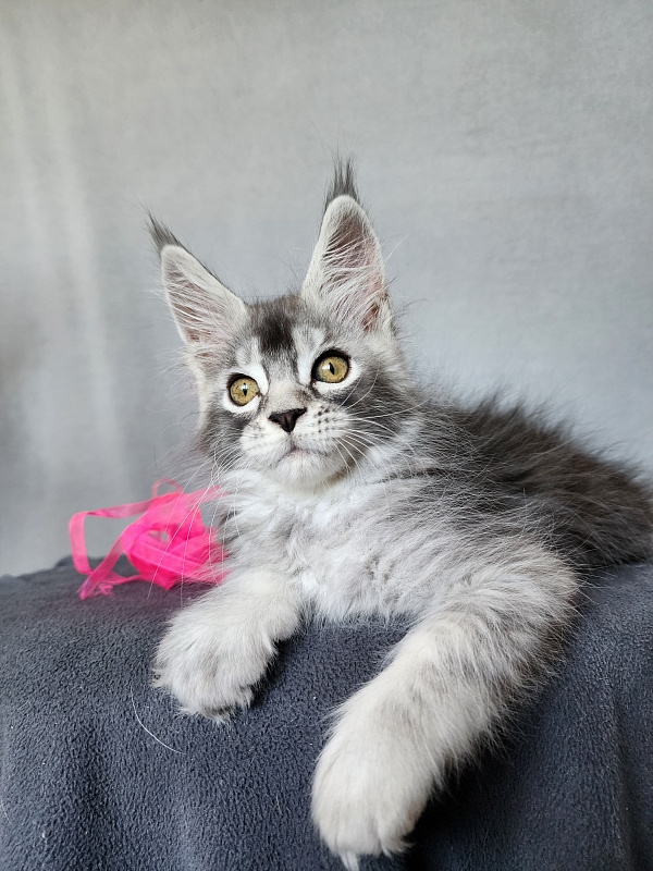 Brilla  Akbars - Kitten maine-coon 2 months 1 week