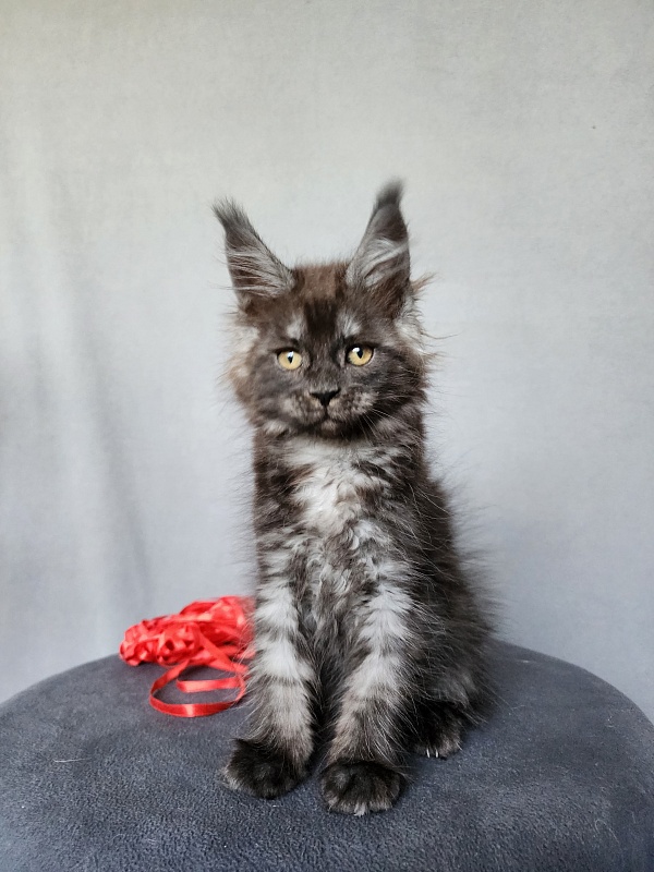 Bella Cat  Akbars - Kitten maine-coon 2 months 1 week