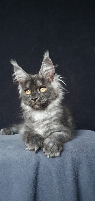 Bella Cat  Akbars - Kitten maine-coon 3 months 1.5 week