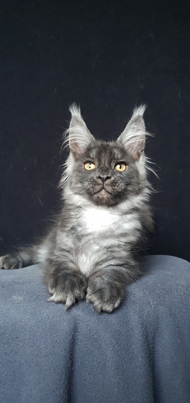 Bella Cat  Akbars - Kitten maine-coon 3 months 1.5 week