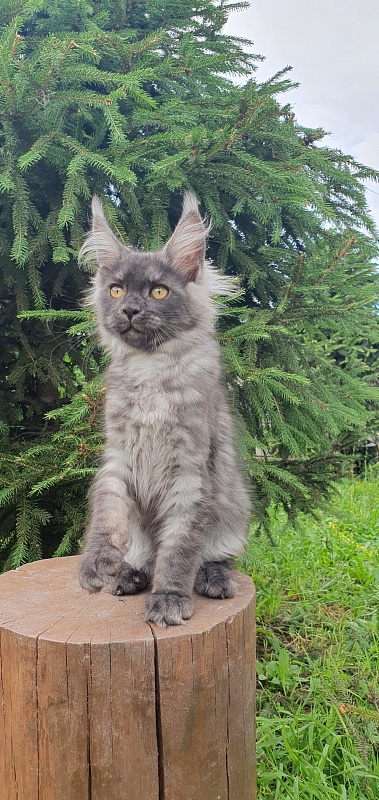 Bella Cat  Akbars - Kitten maine-coon 3 months 1.5 week