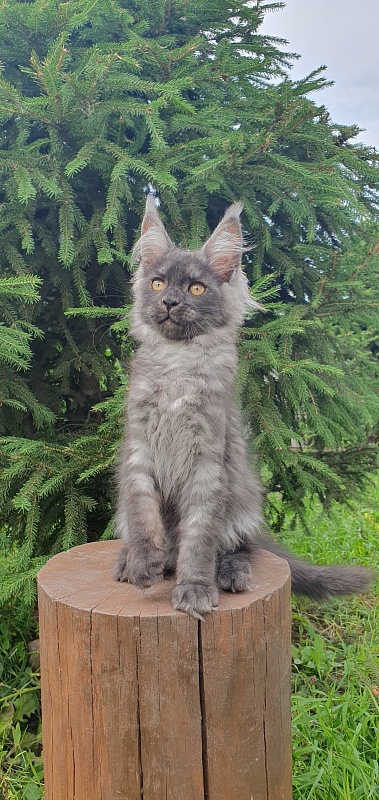 Bella Cat  Akbars - Kitten maine-coon 3 months 1.5 week