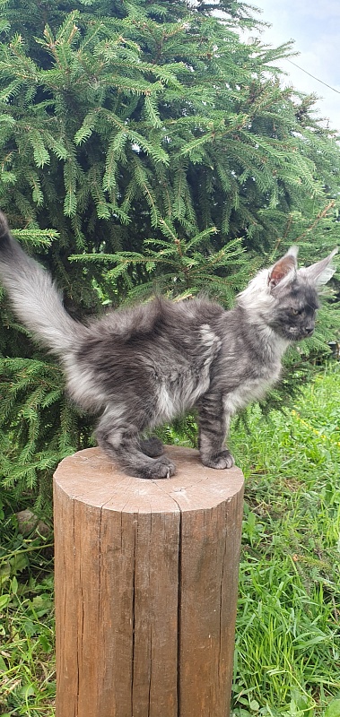 Bella Cat  Akbars - Kitten maine-coon 3 months 1.5 week