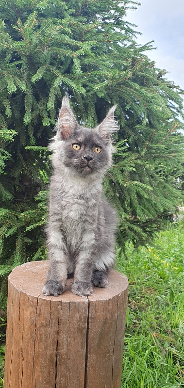 Bella Cat  Akbars - Kitten maine-coon 3 months 1.5 week