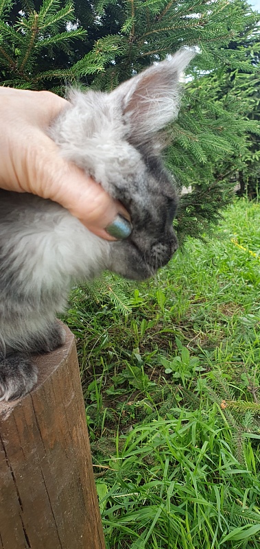 Bella Cat  Akbars - Kitten maine-coon 3 months 1.5 week